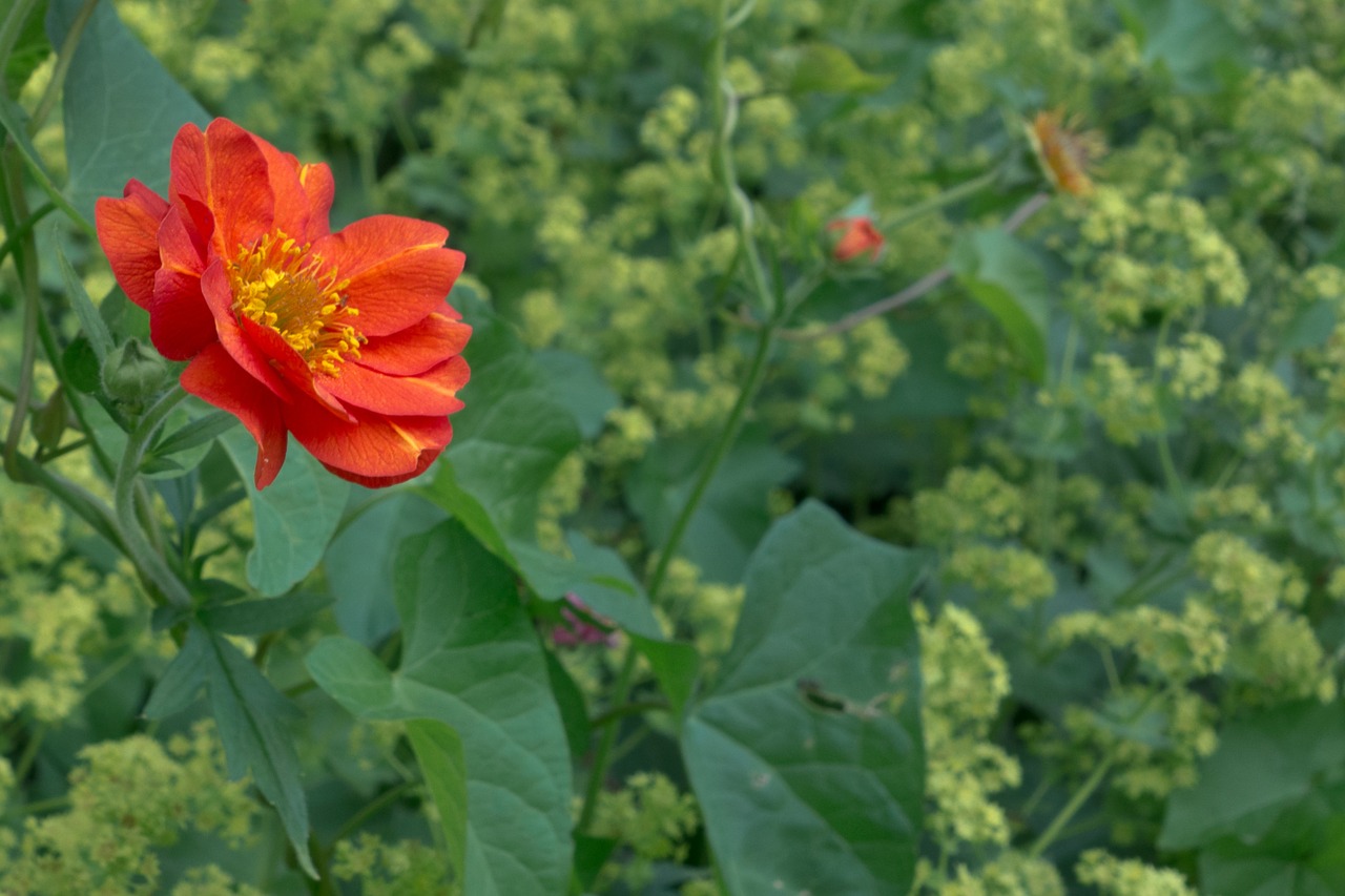 flower plant red free photo