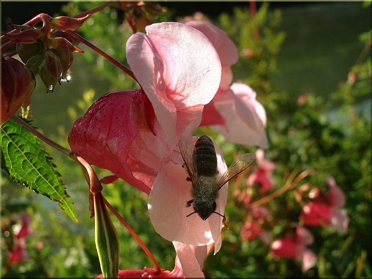 blossom bloom close free photo