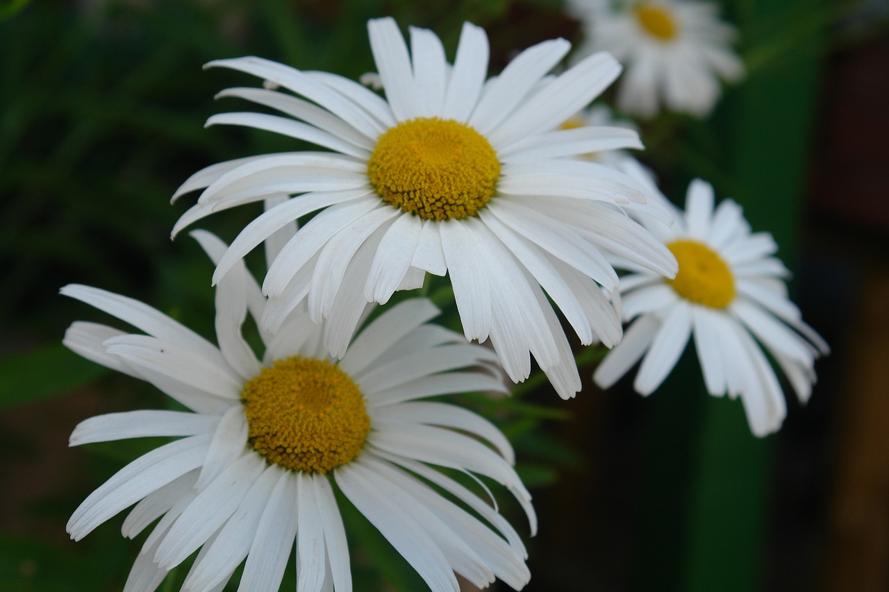 flower daisy close-up free photo