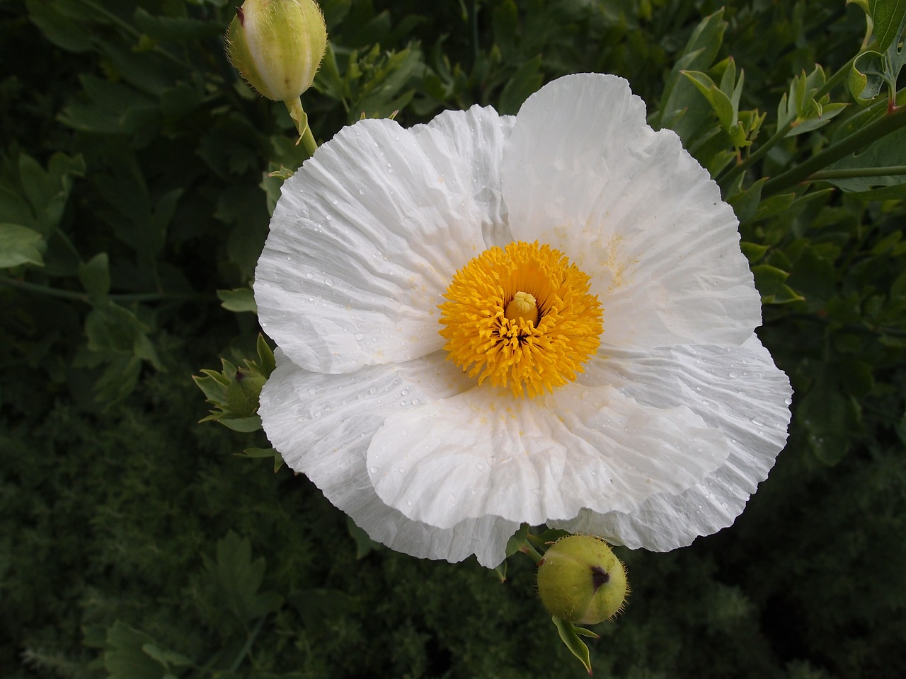 flower white nature free photo