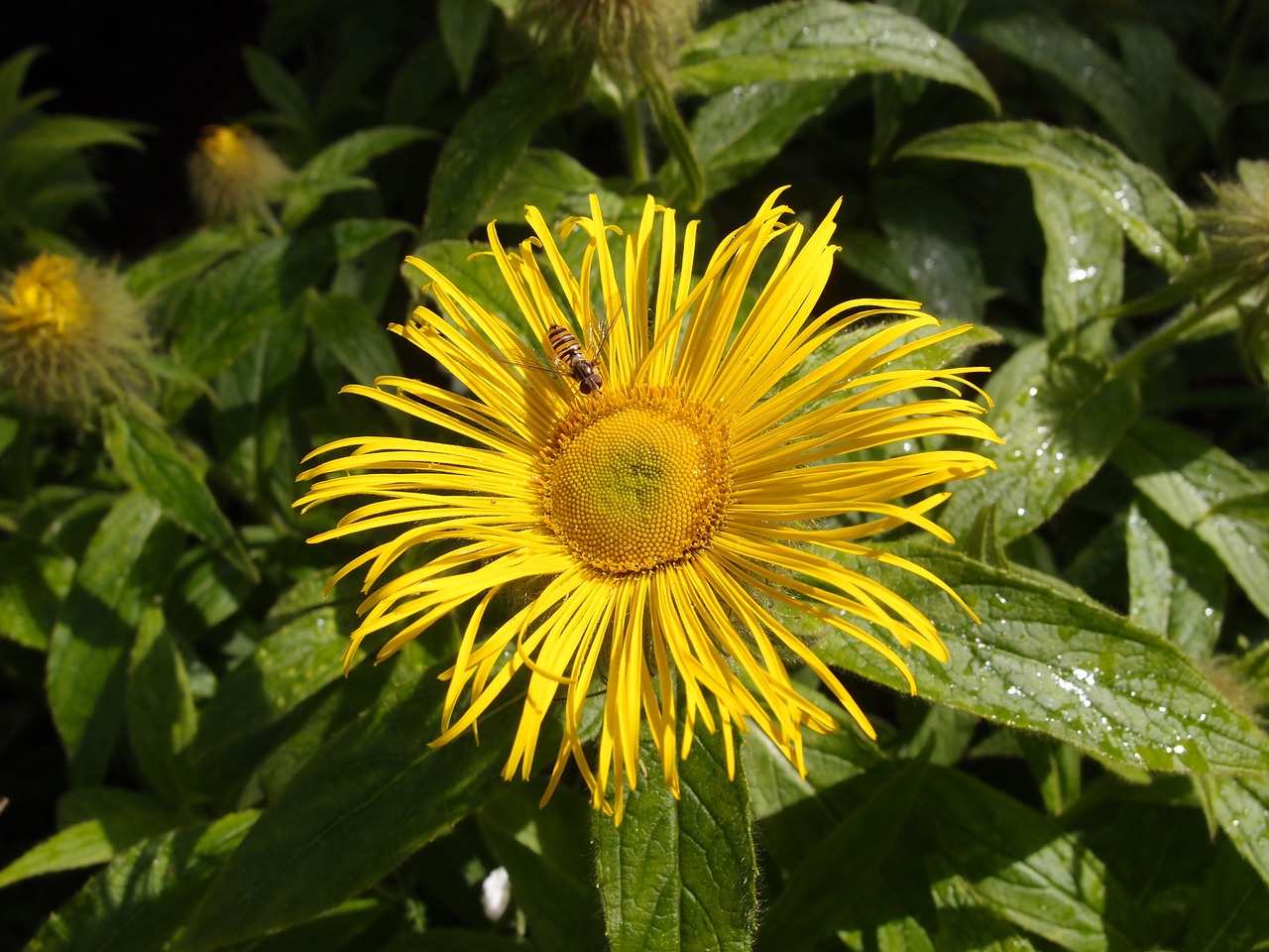 flower yellow nature free photo