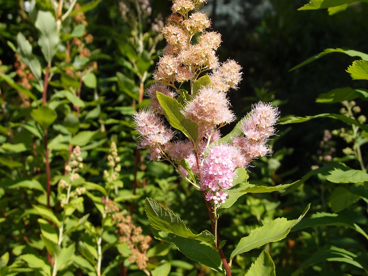 flower nature plant free photo