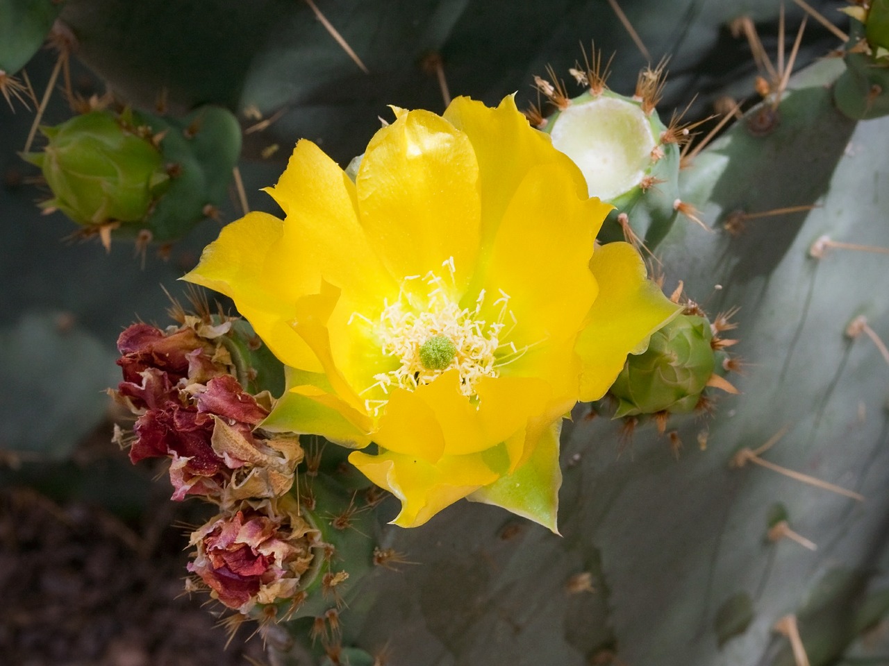 flower prickly pear cactus free photo