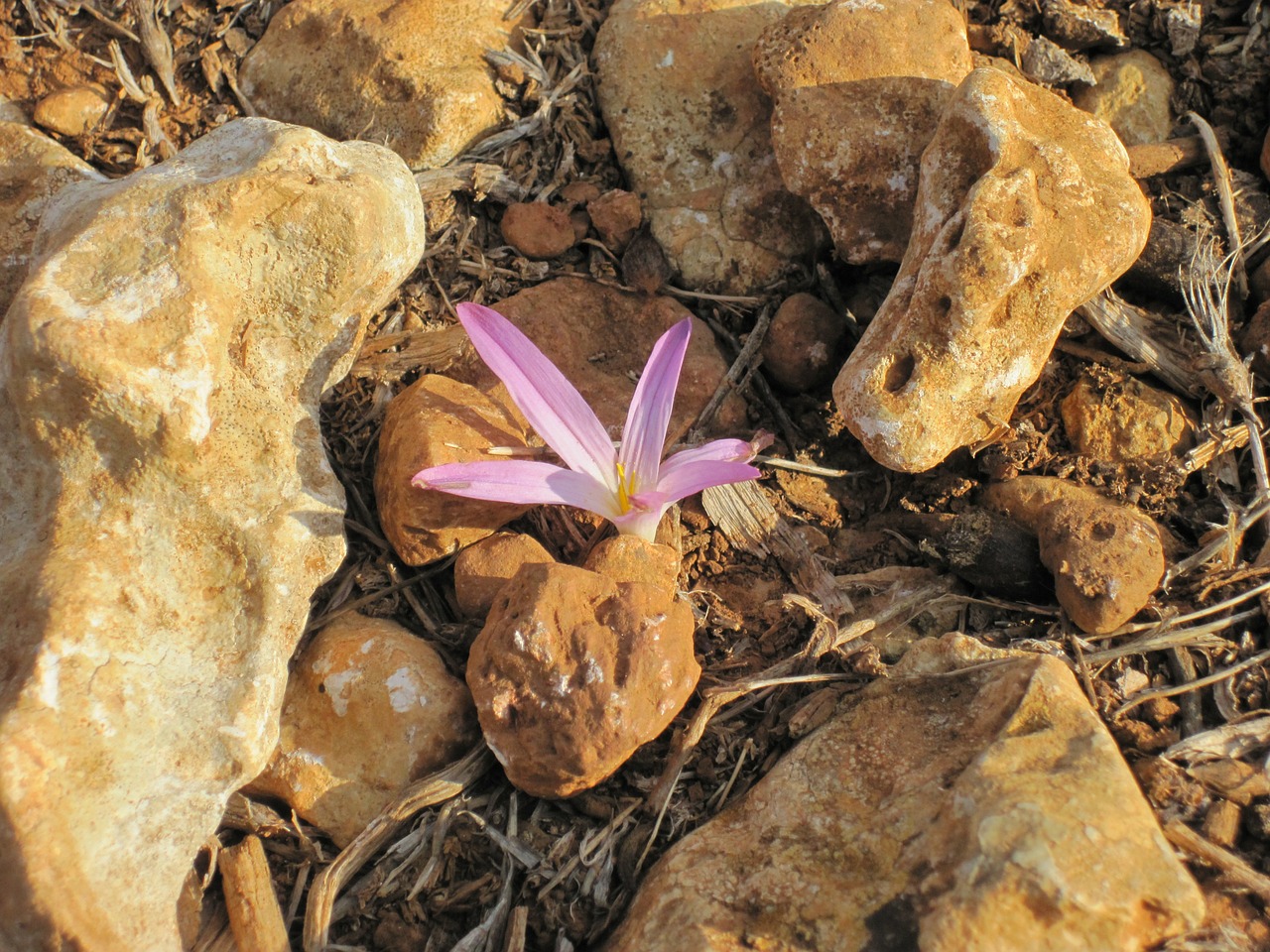 blossom bloom rock free photo