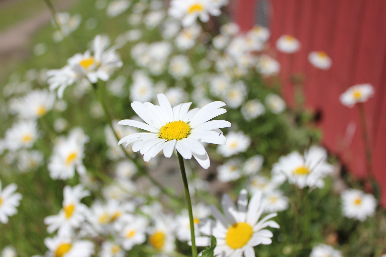 flower summer finnish free photo