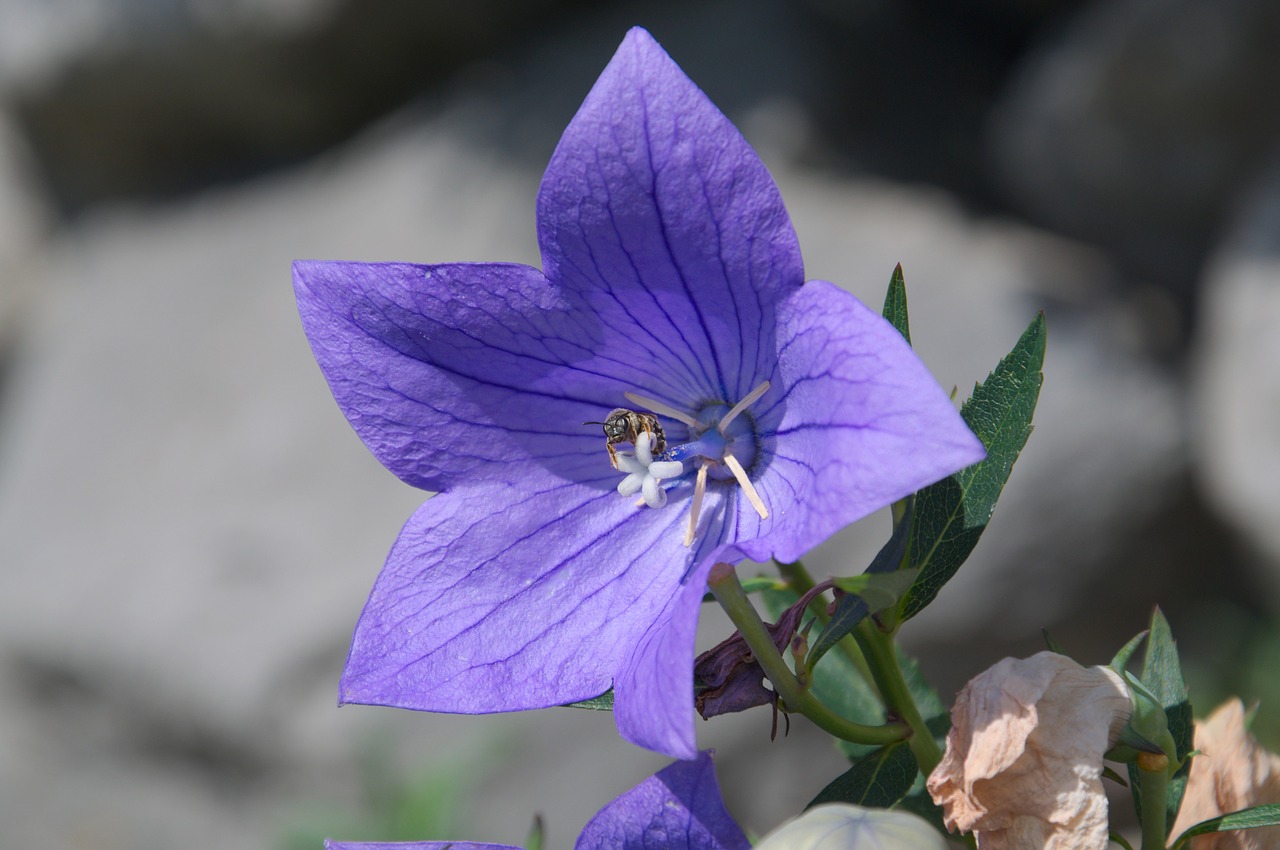 blossom bloom purple free photo