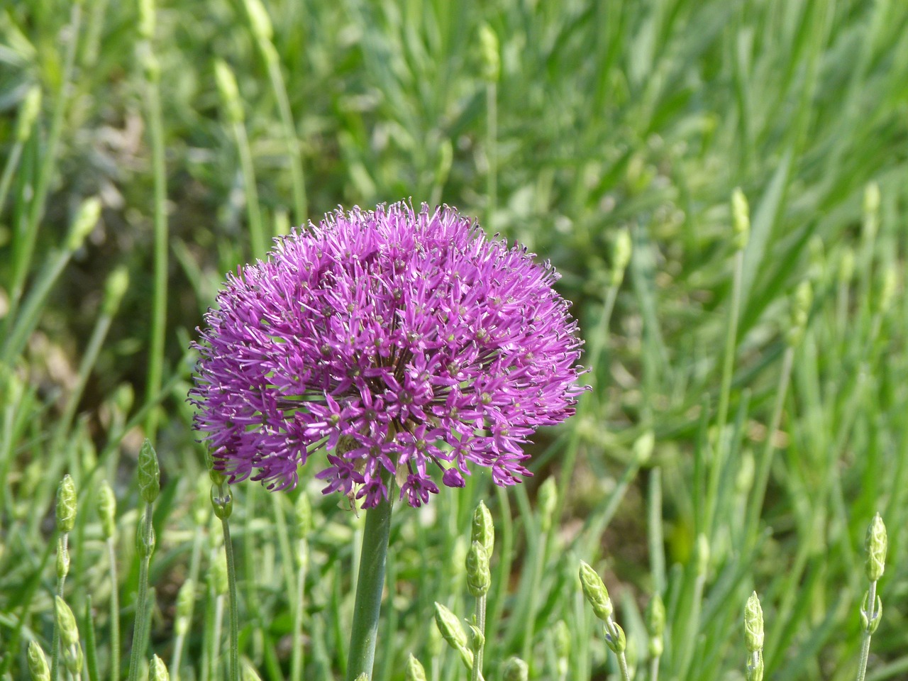 flower purple grass free photo