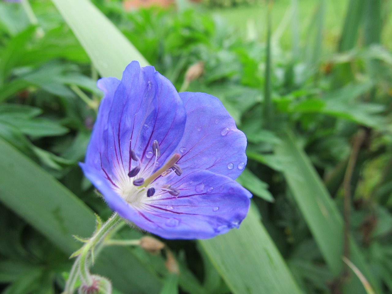 flower plant purple free photo