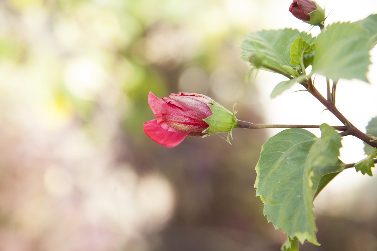 flower garden park free photo