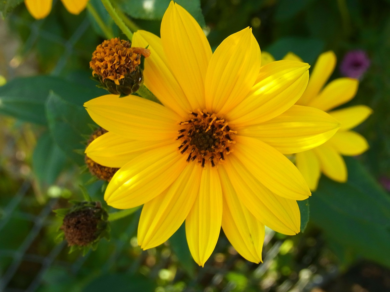 flower plant yellow free photo