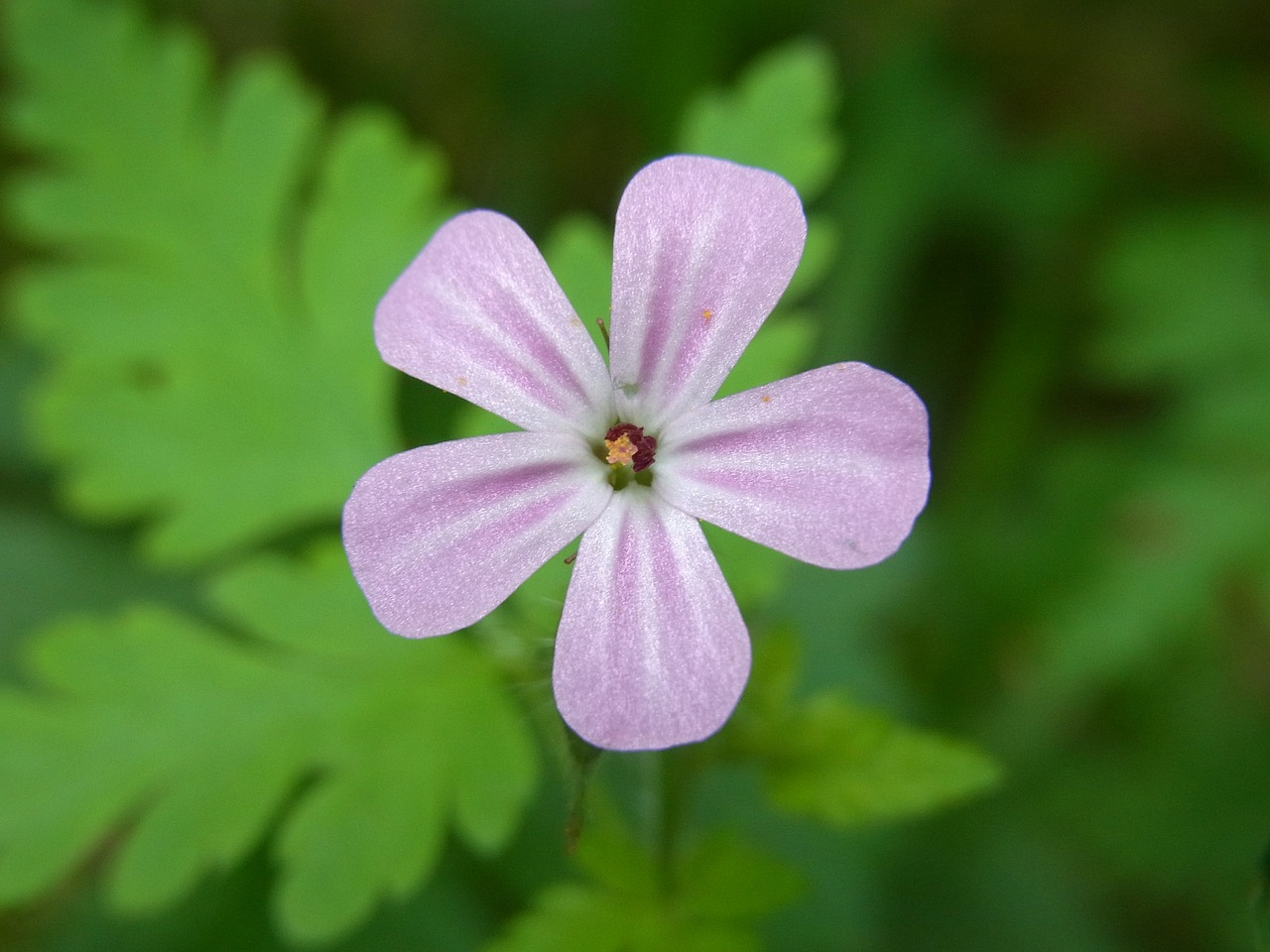 blossom bloom plant free photo