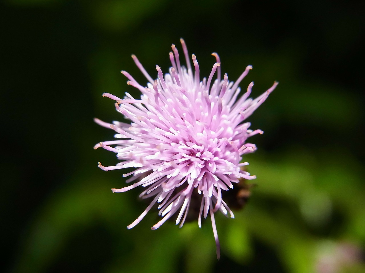 blossom bloom thistle free photo