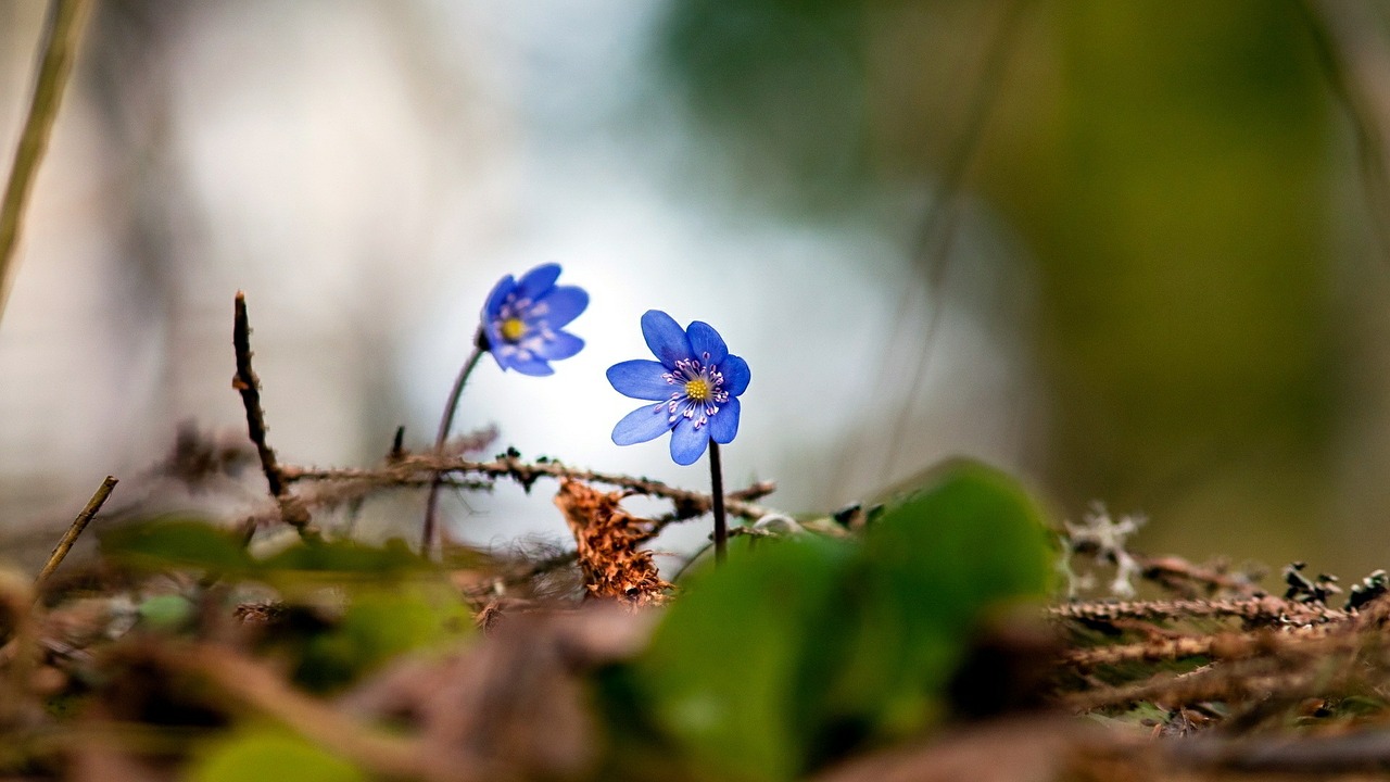 flower color blue free photo