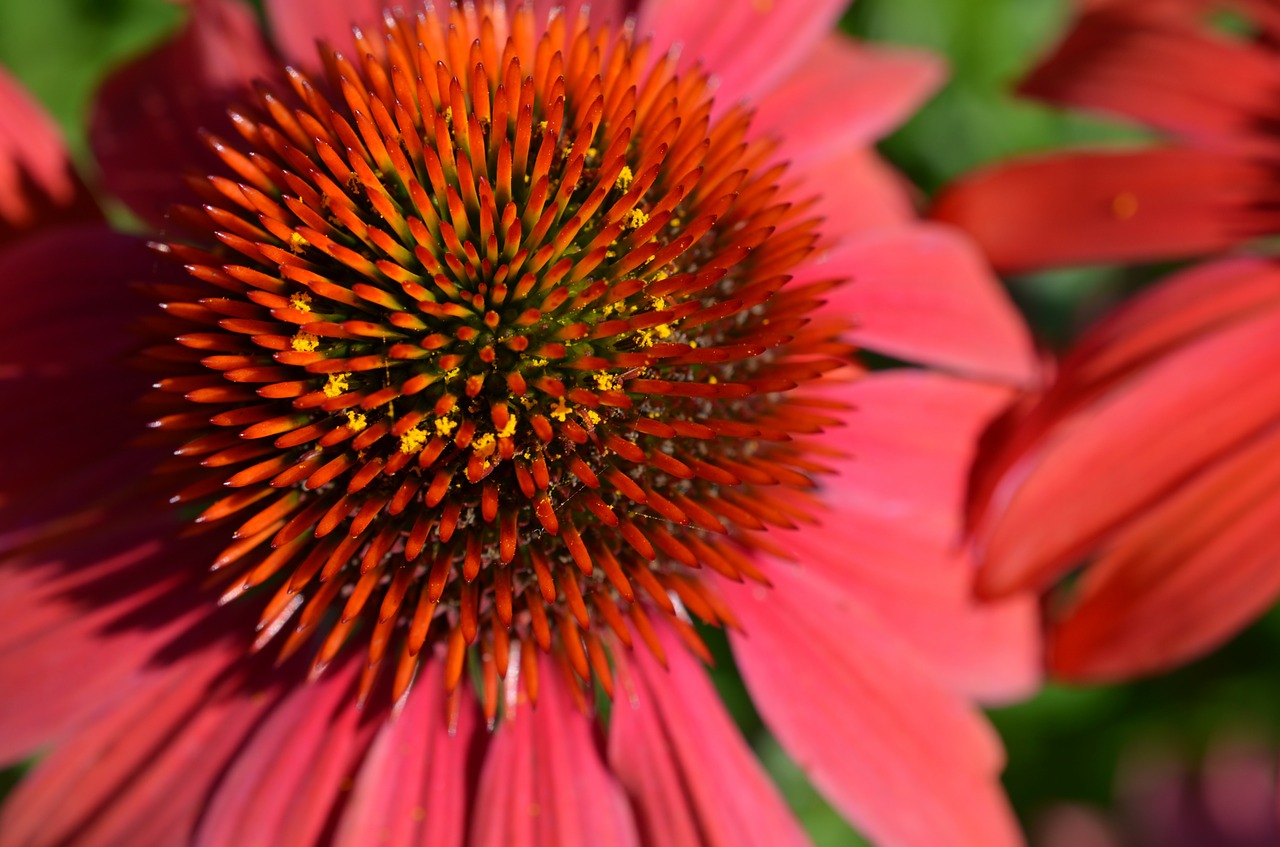 flower red plant free photo