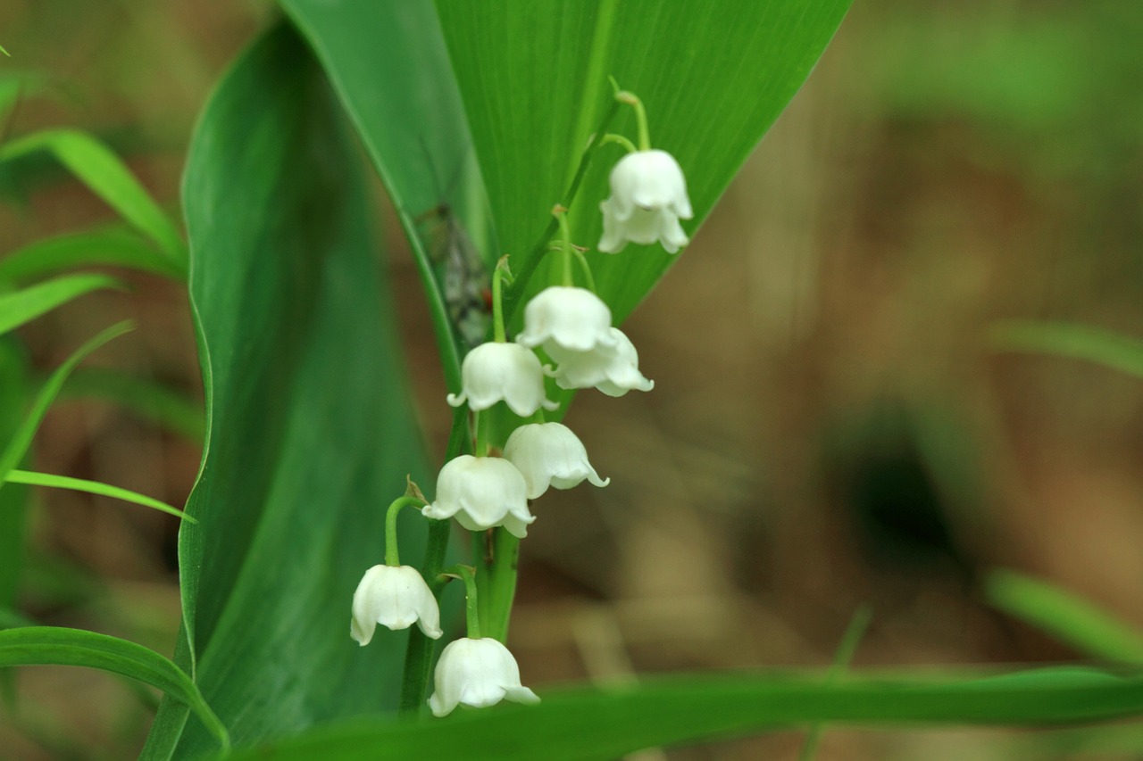 flower lily of the valley plant free photo