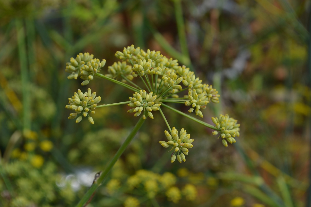 flower nature plant free photo