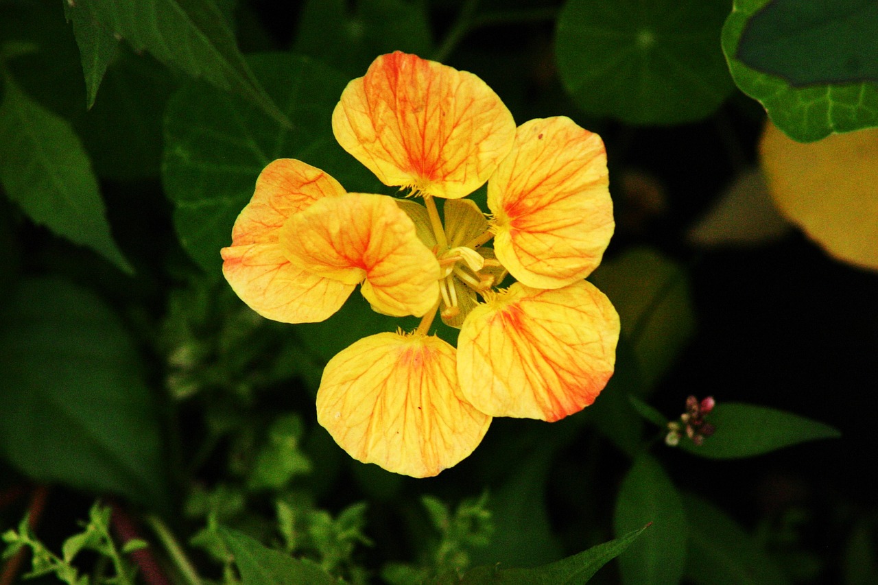 flower yellow spring free photo