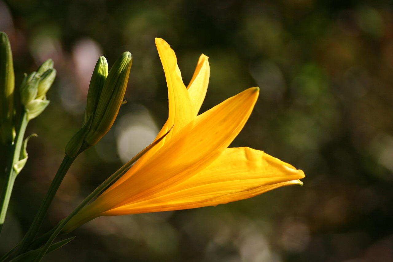 flower yellow nature free photo