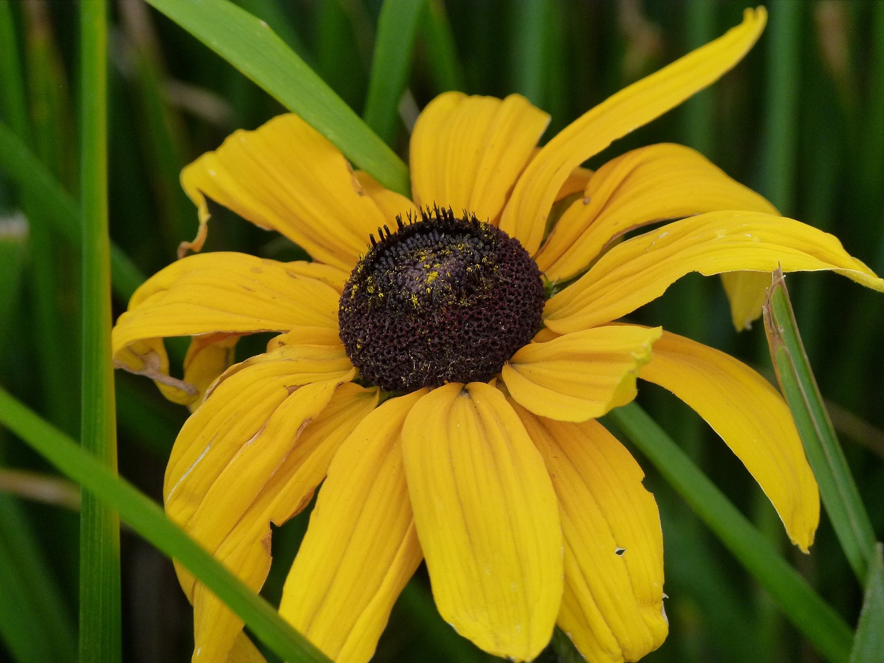 flower yellow floral free photo