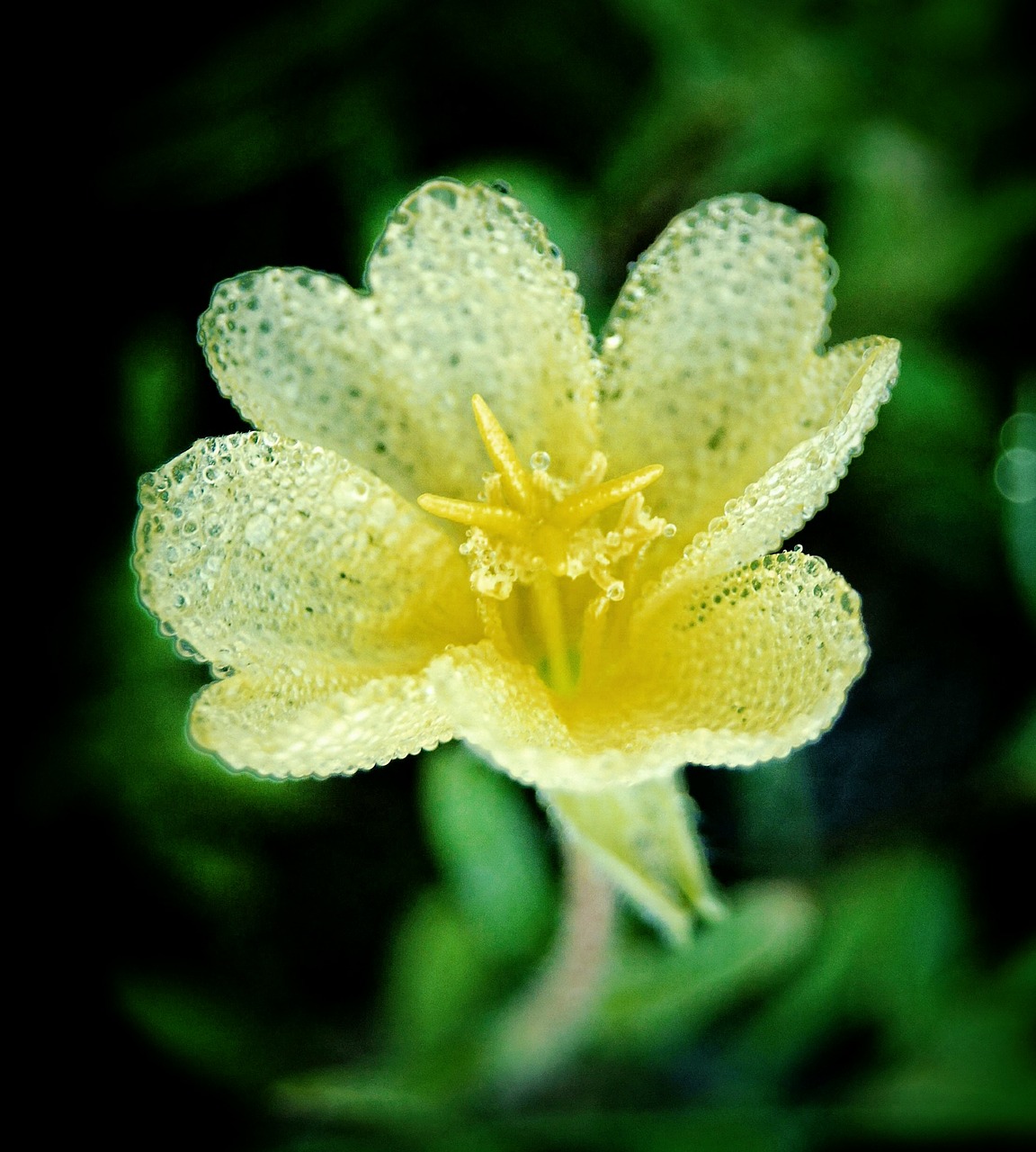 flower yellow nature free photo