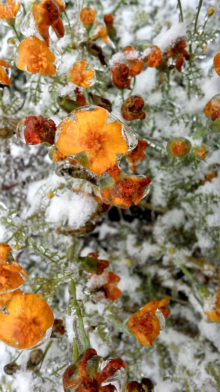 flower snow ice free photo