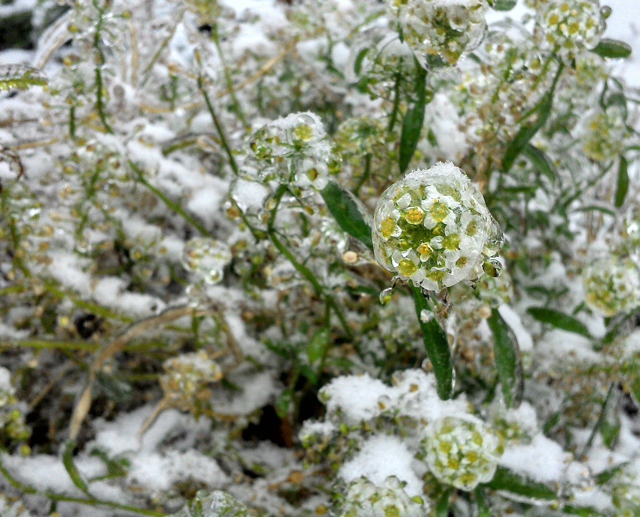 flower frozen ornament free photo