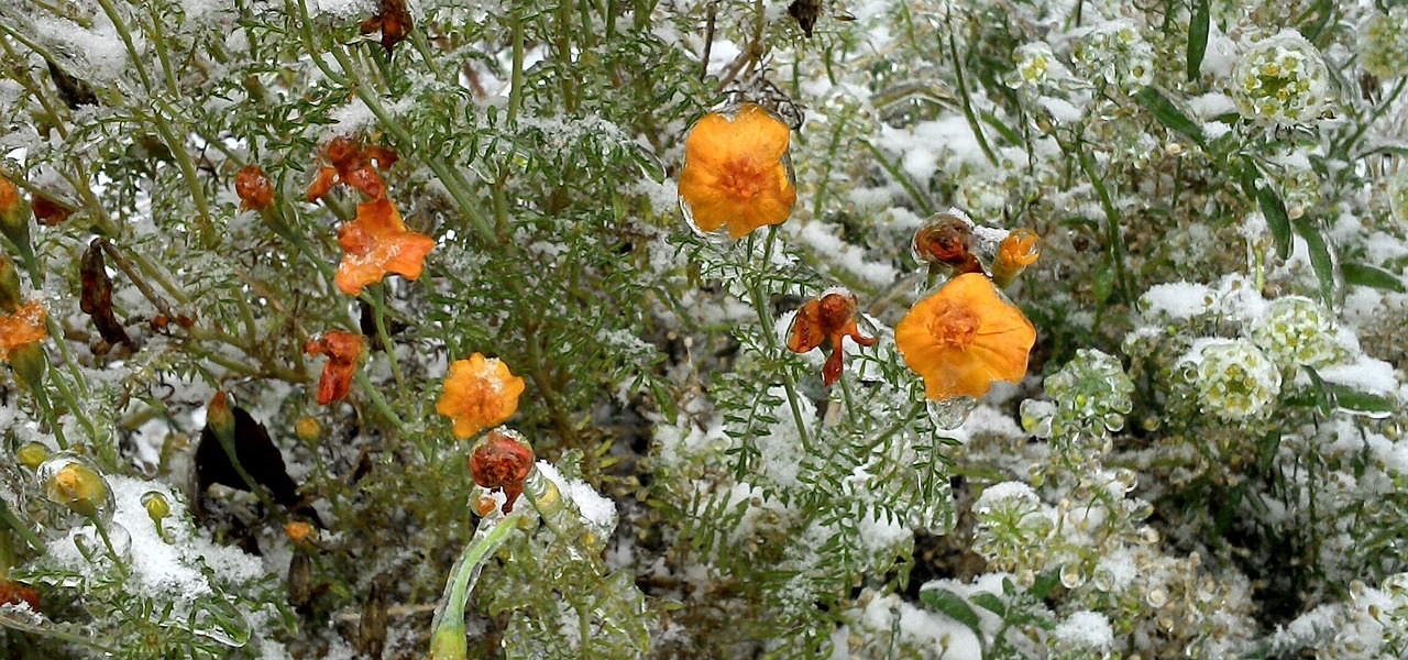 flower frozen snow free photo