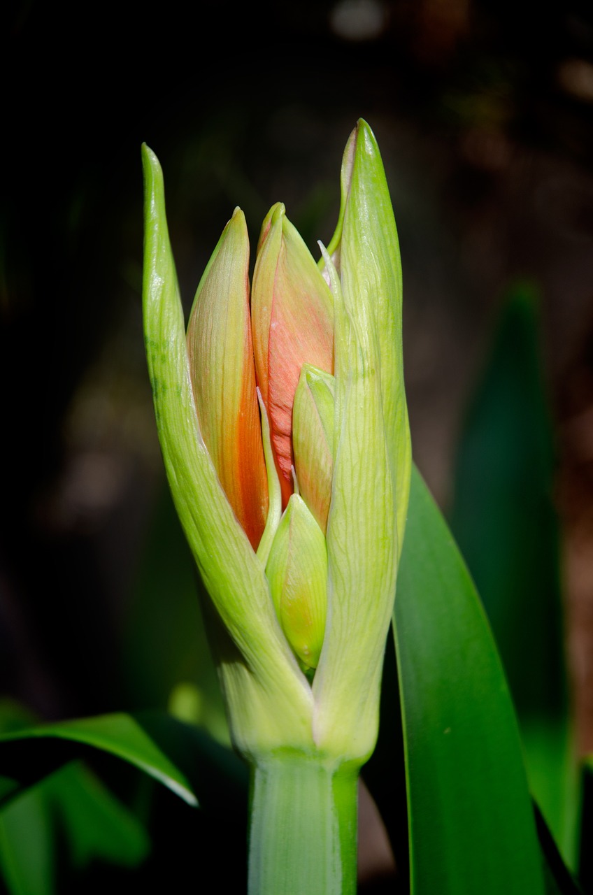 flower bud amaryllis free photo