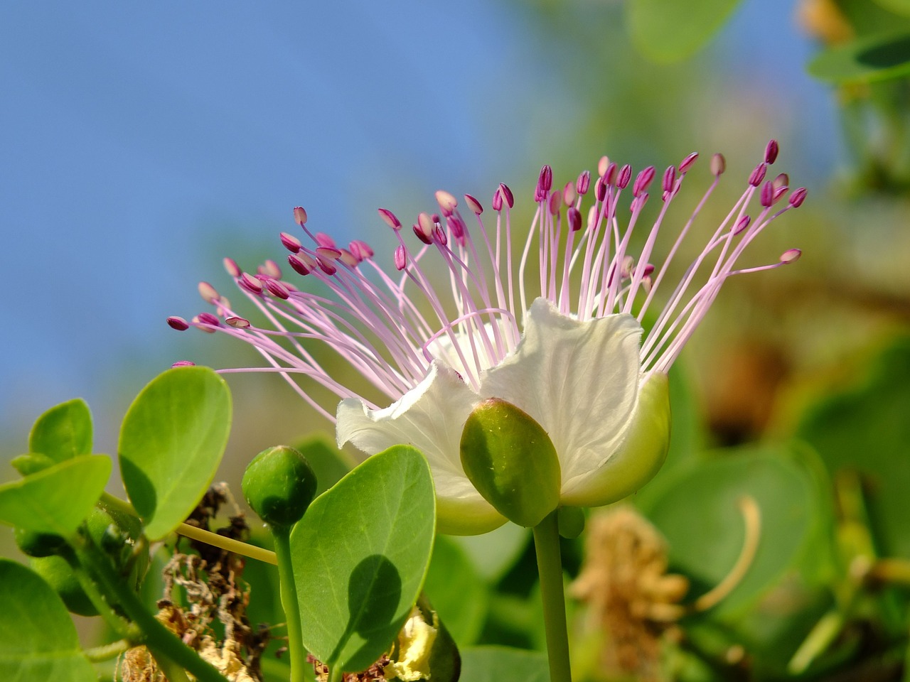 flower summer nature free photo