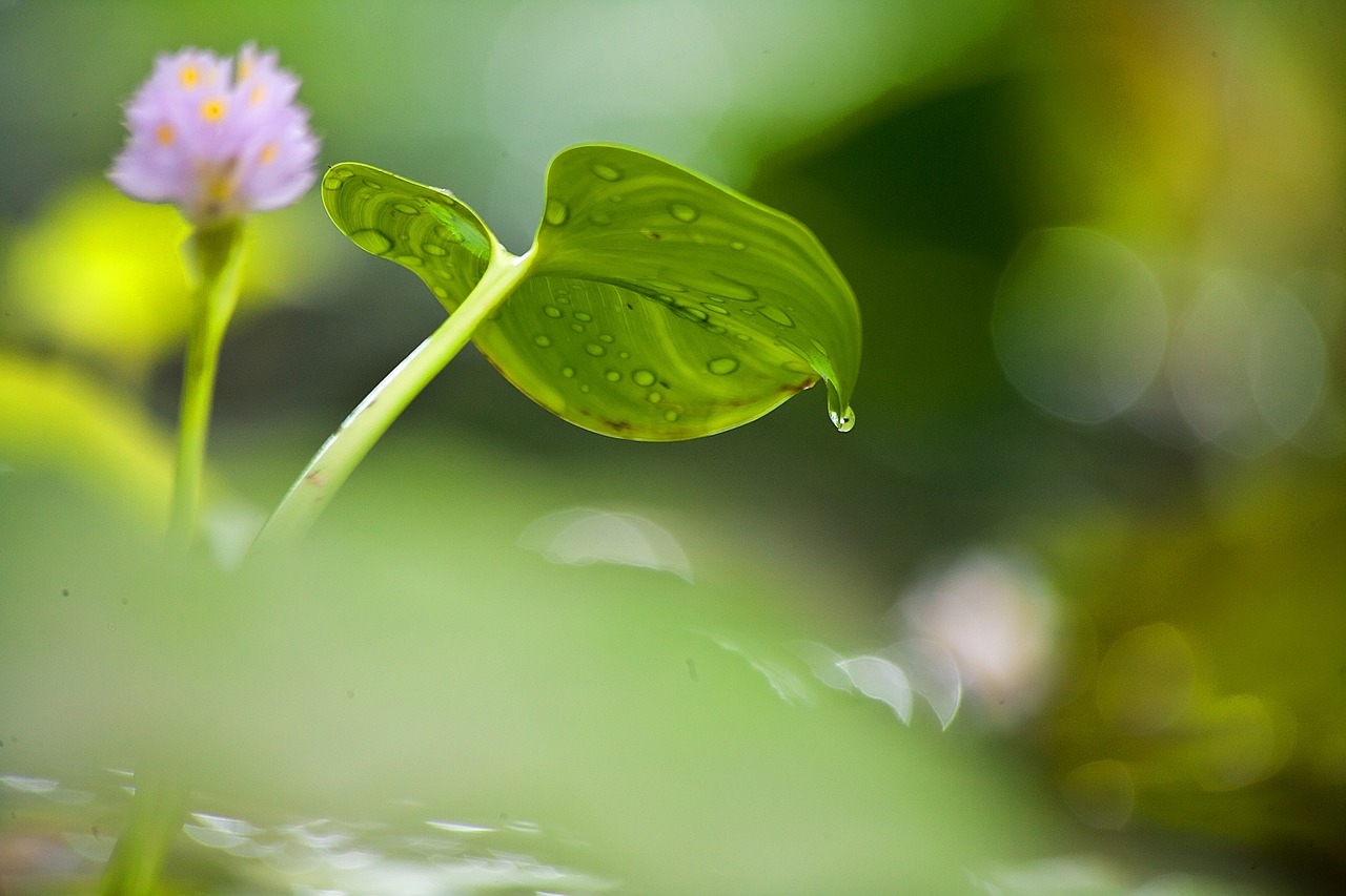 flower pond water lily free photo