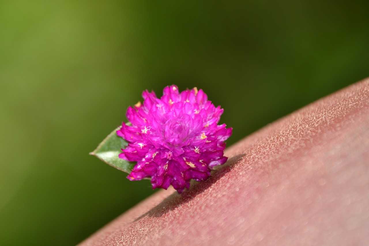 flower purple wild free photo