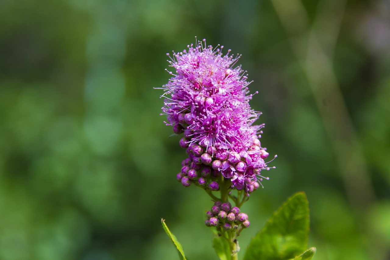 flower macro violet free photo