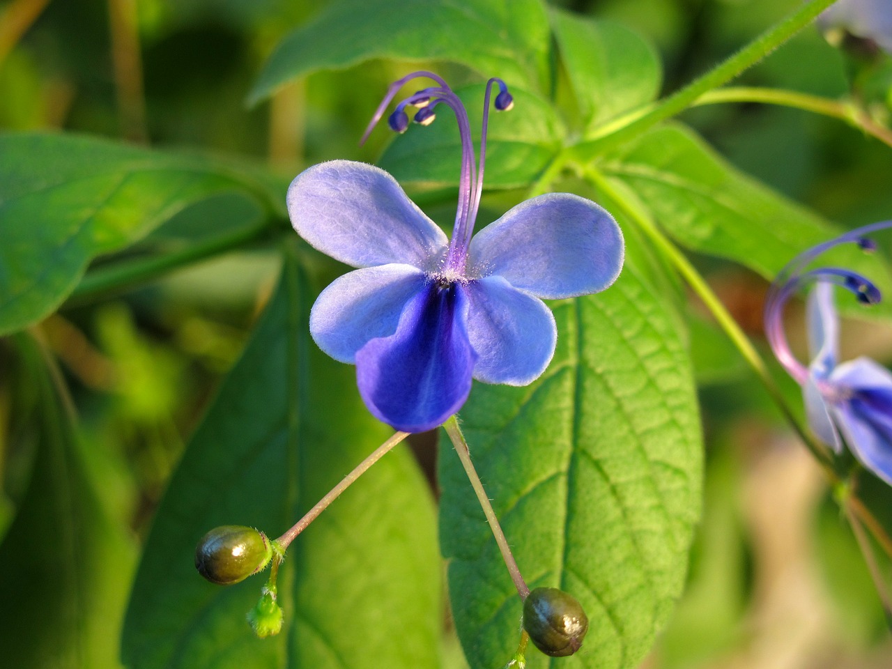 flower purple blossom free photo