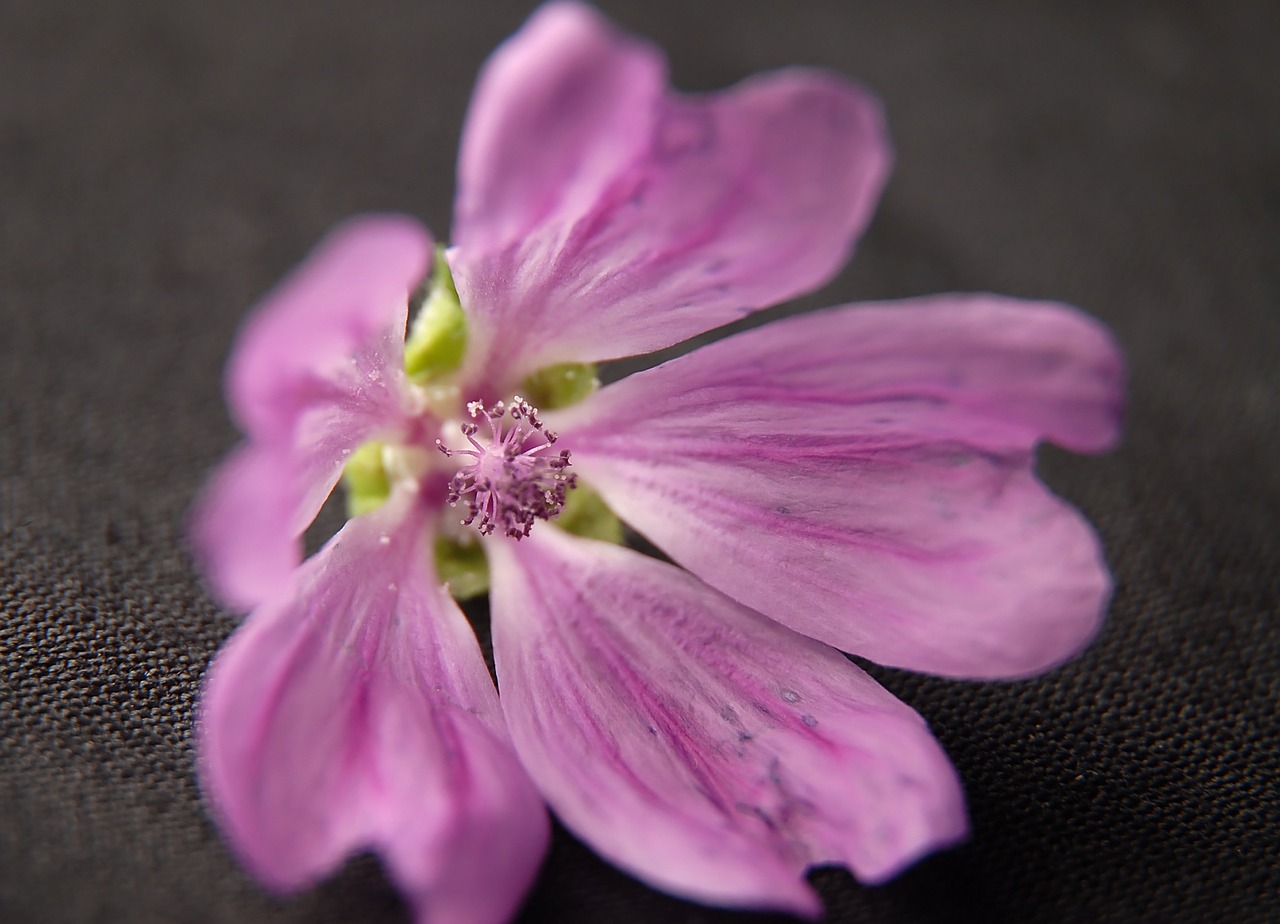 flower macro pink free photo