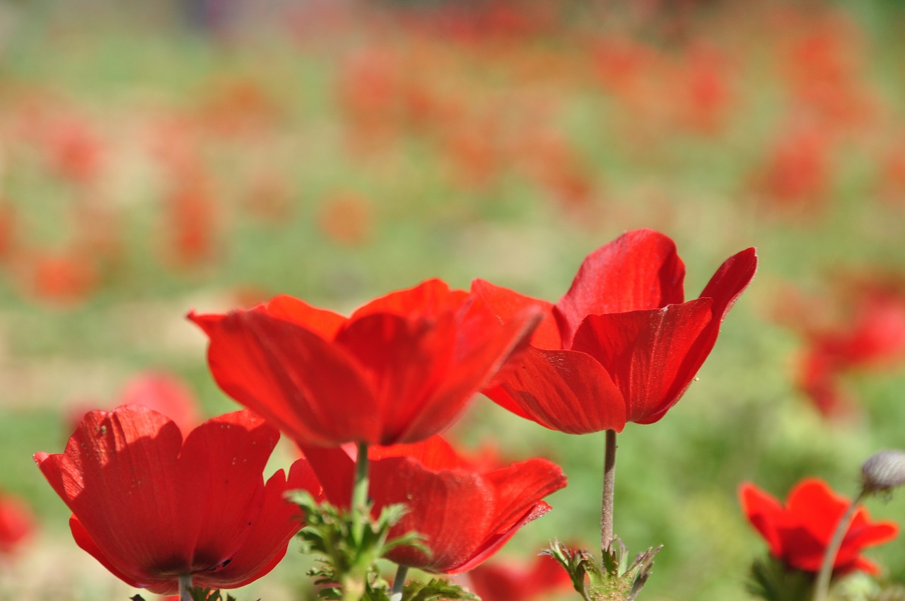 flower blossom nature free photo