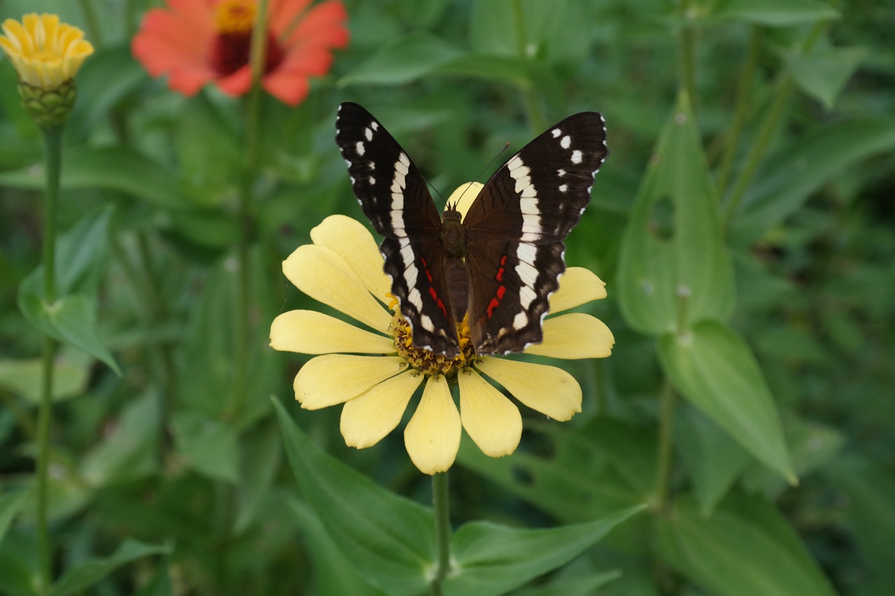 flower butterfly nature free photo