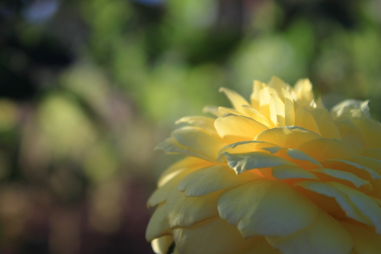 flower yellow flowers free photo