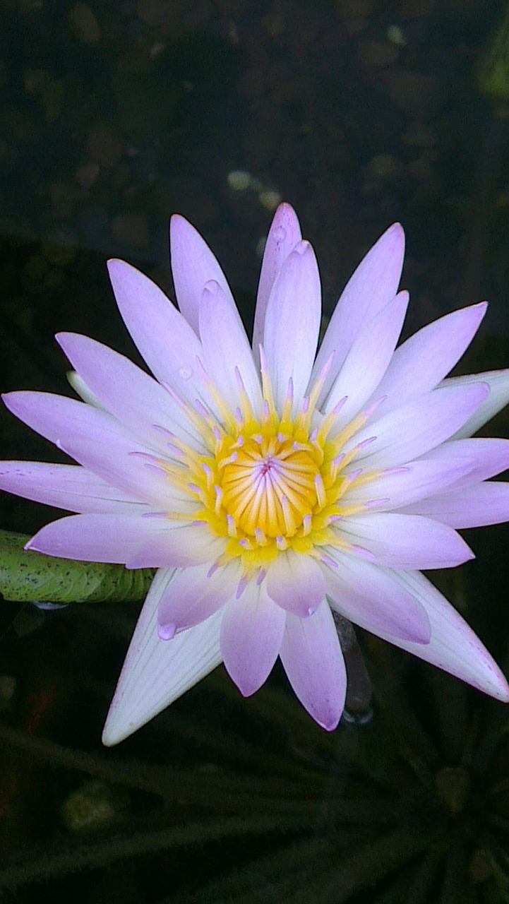 flower lotus nature free photo