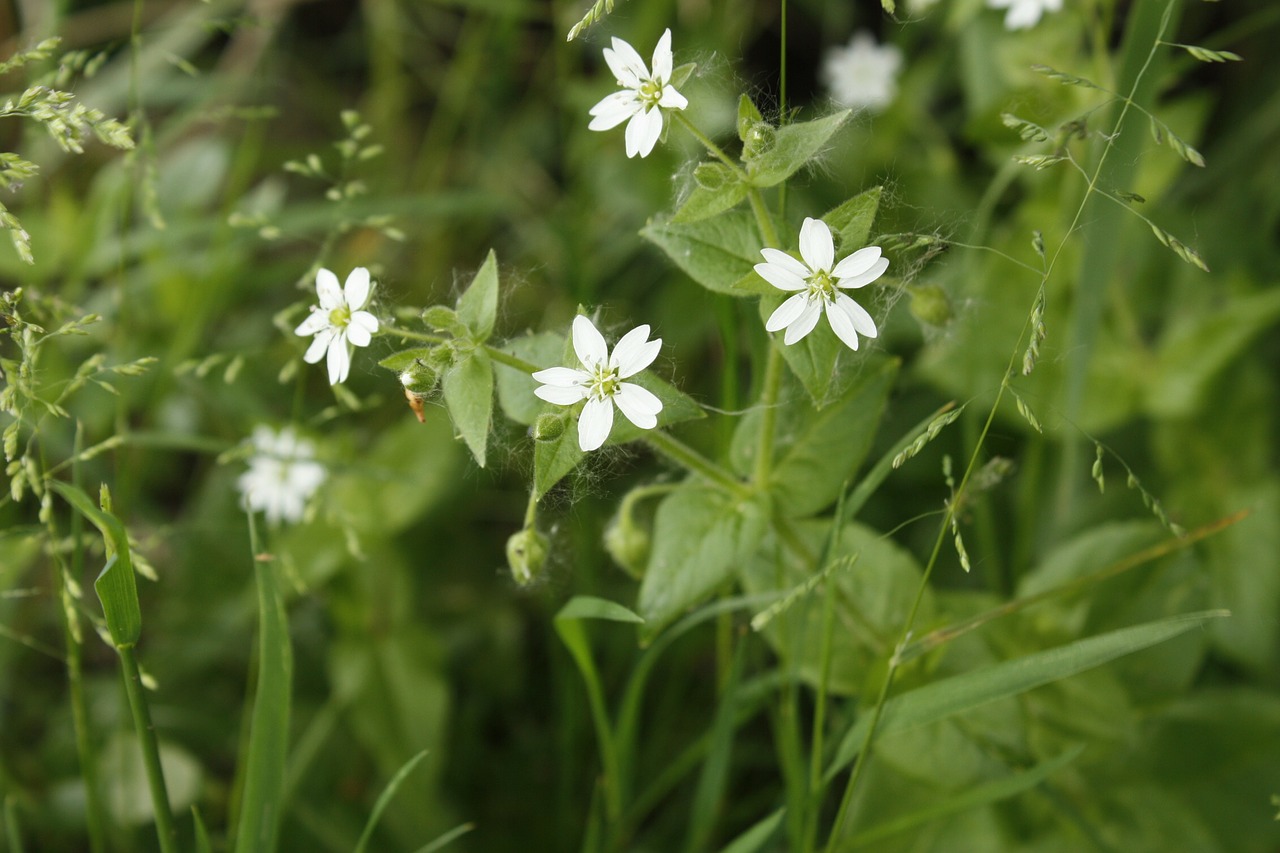 flower white flower wildflower free photo