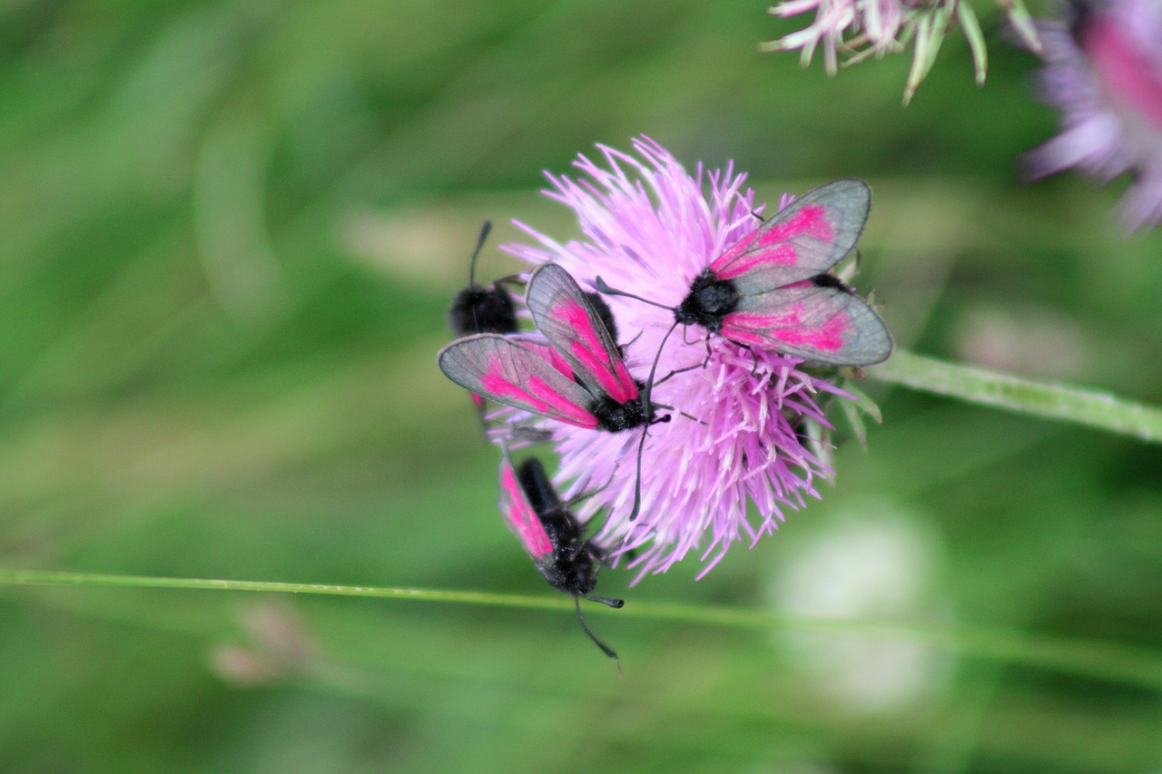 flower insects alps free photo