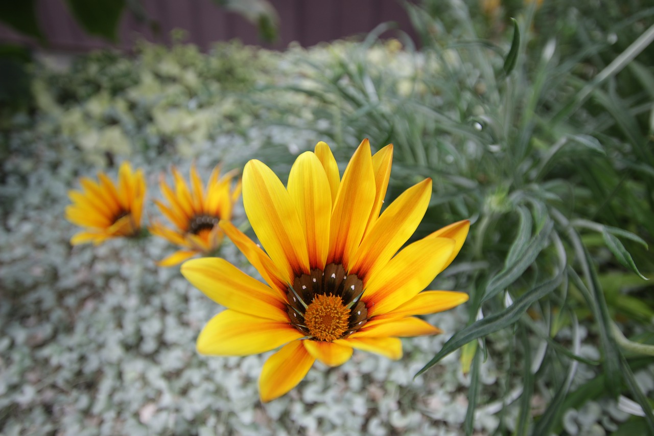 flower yellow nature free photo