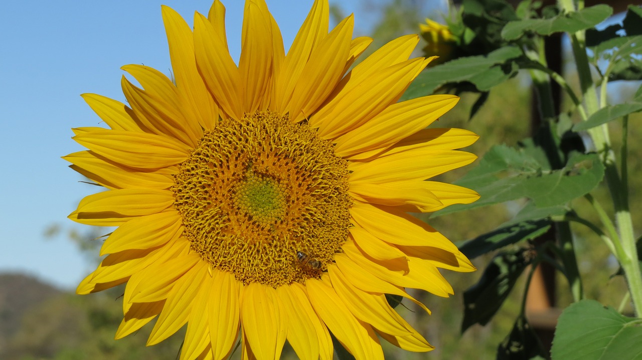 flower sunflower bee free photo