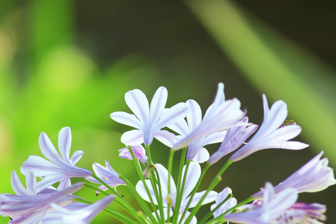 flower corsican nature free photo