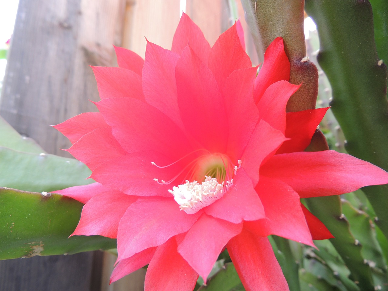 blossom bloom cactus free photo