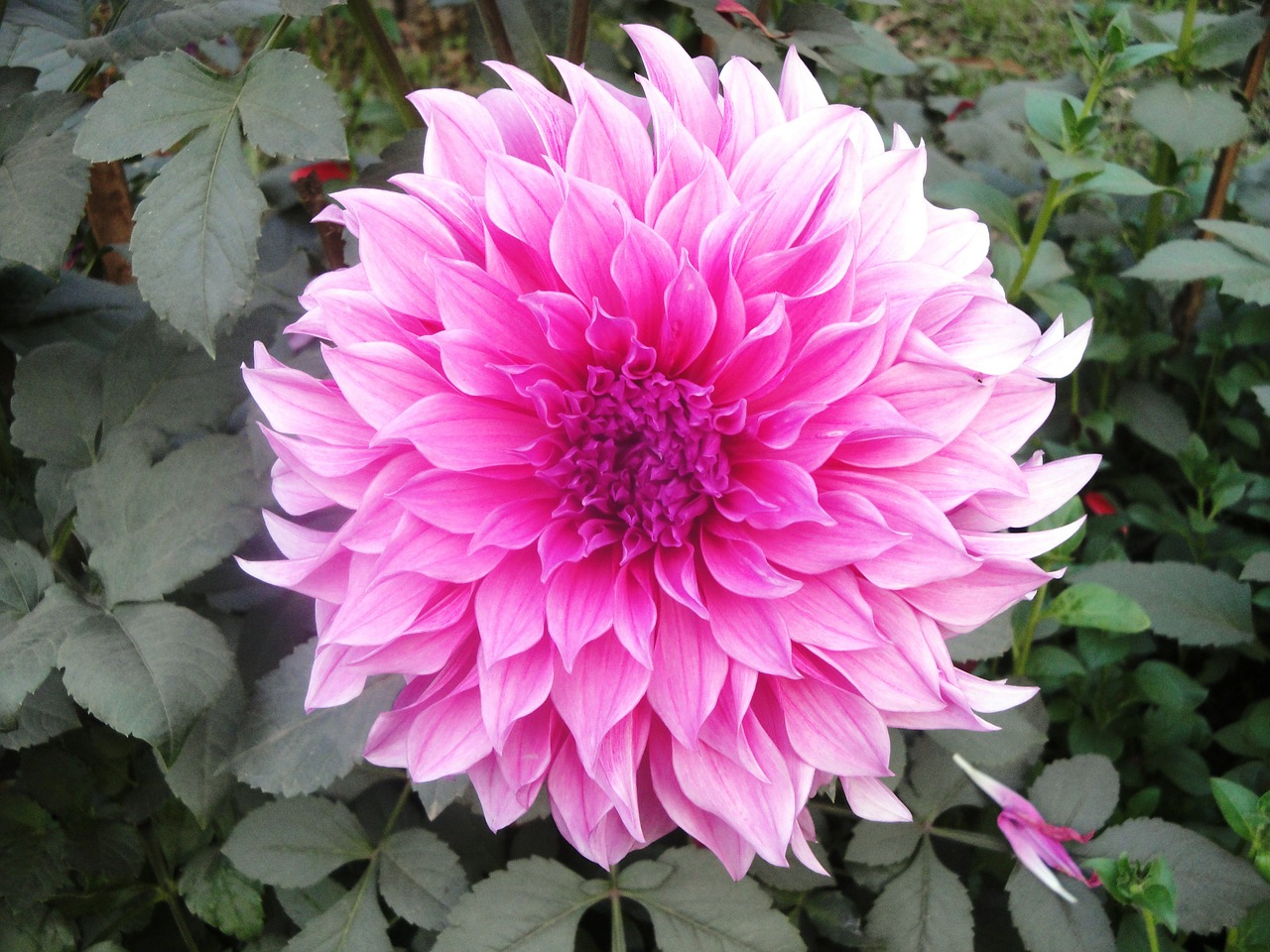 flower dahlia pink free photo