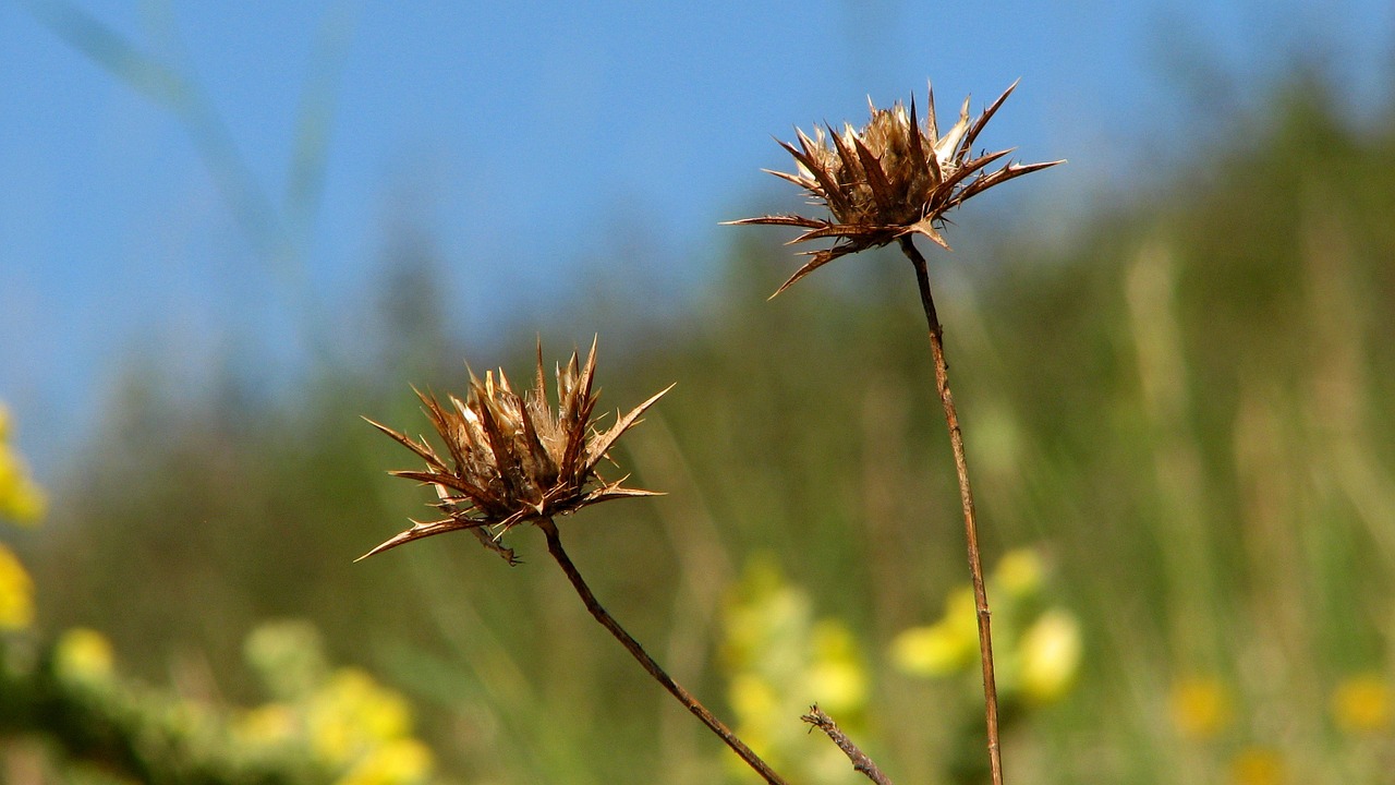 flower thistle floral free photo