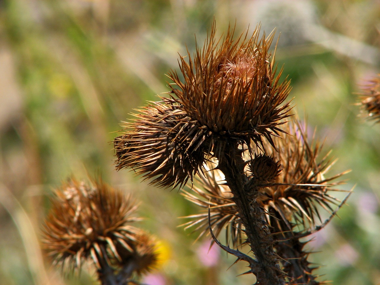 flower thistle floral free photo