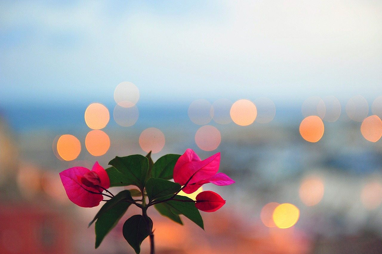 flower bokeh backdrop free photo