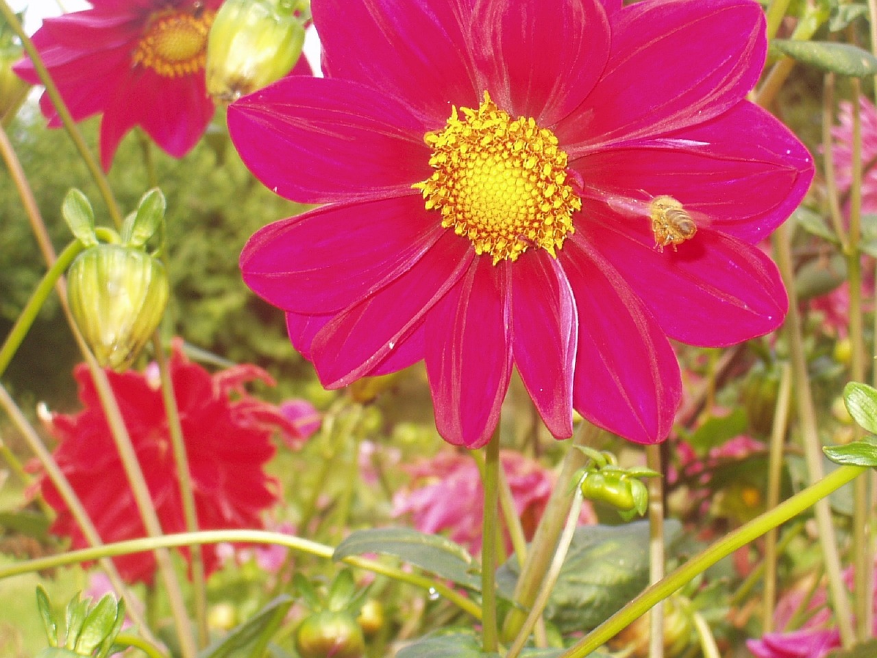 flower macro pink free photo