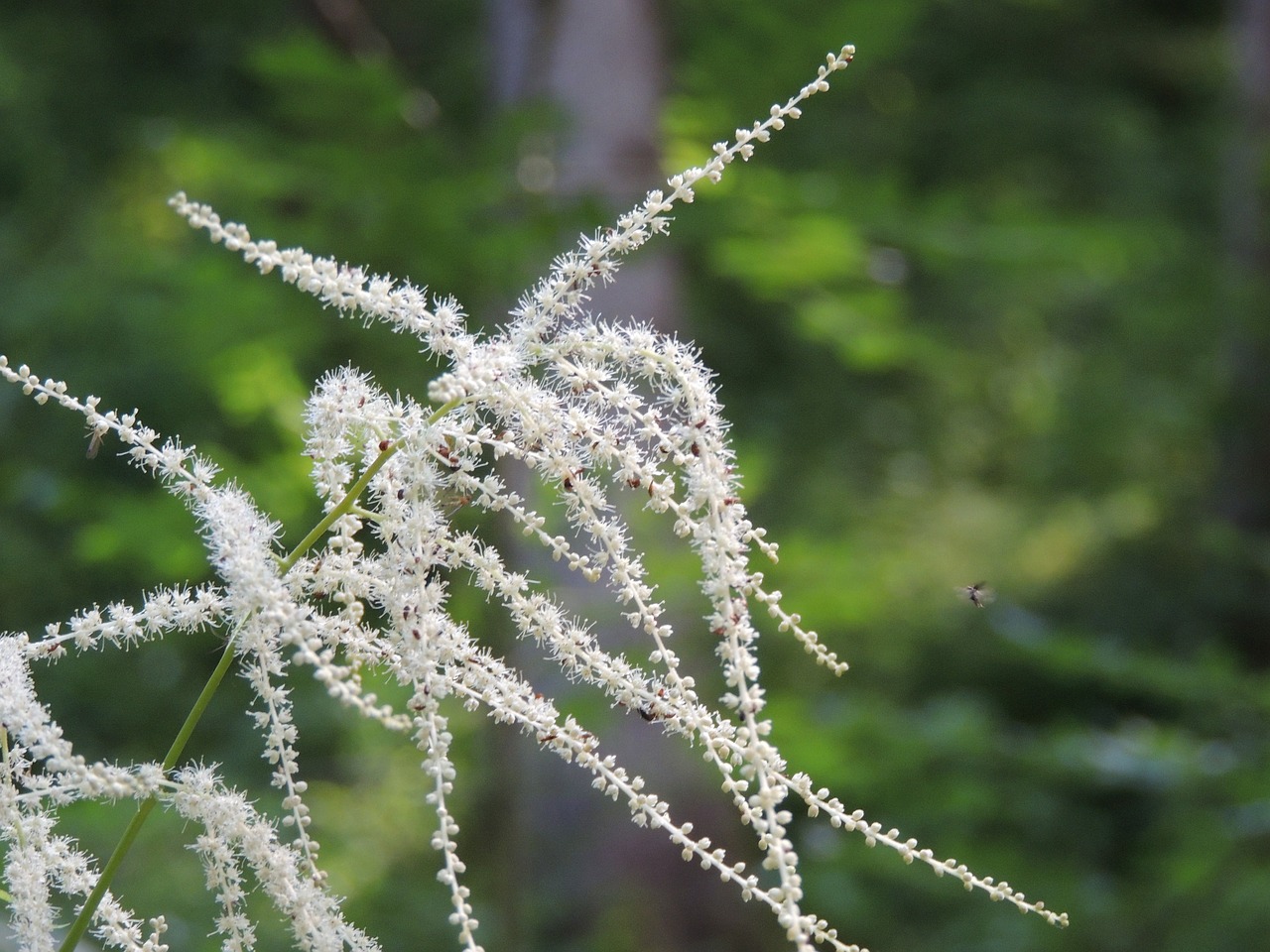 blossom bloom forest free photo